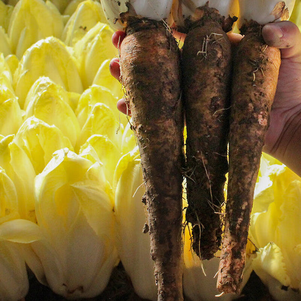 Golden Cabbage🌱: The Perfect Choice for Your Garden – A Rare Variety!🌿