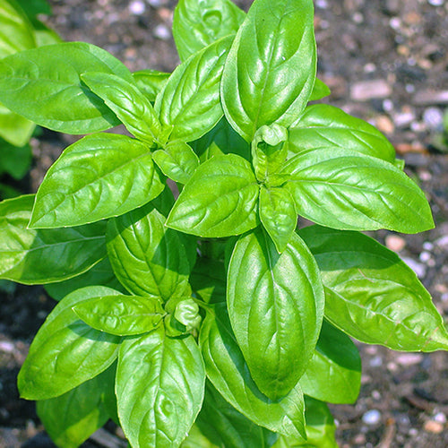 Nine Layer Tower Basil Seeds
