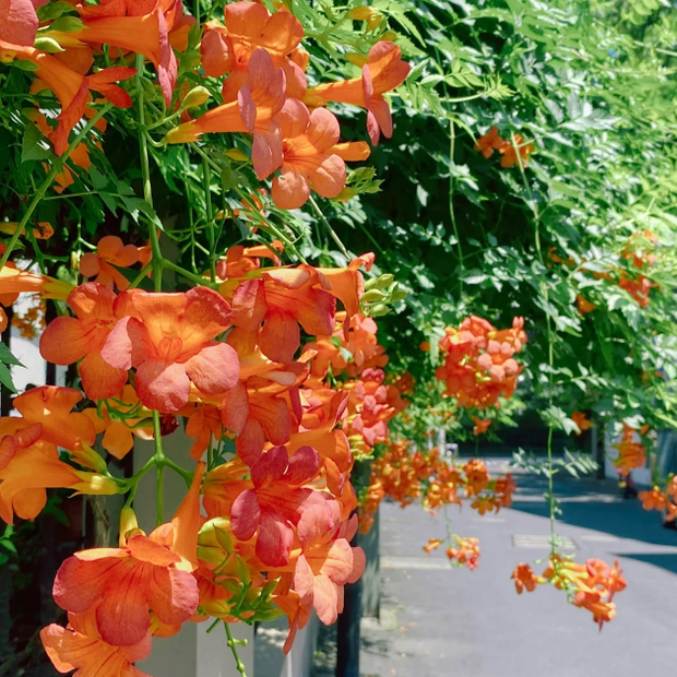 🧡Campsis Radicans - The First Choice In Summer