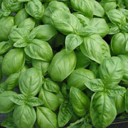 Nine Layer Tower Basil Seeds