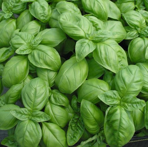 Nine Layer Tower Basil Seeds