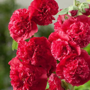 🌺Last Day Sale - 50% OFF💐 Double Hollyhock Seeds