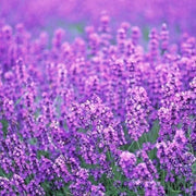 Last Day Sale - 60% OFF💐Provence Lavender Seeds Fragrant Organic Flower Seeds Home Garden Bonsai Plant
