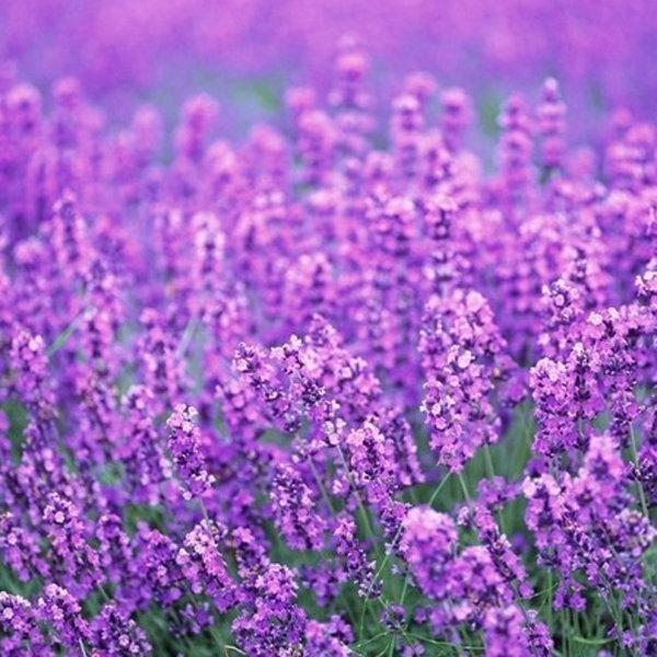 Last Day Sale - 60% OFF💐Provence Lavender Seeds Fragrant Organic Flower Seeds Home Garden Bonsai Plant