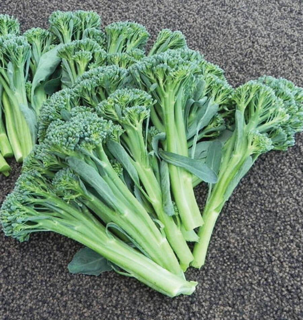 Broccoli Raab🥦: A Perfect Blend of Easy Planting and Delicious Eating🌱