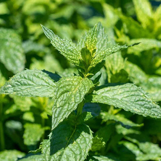 Peppermint Seeds 🌿- Heirloom Seeds, Medicinal Herb Seeds, Culinary Herb Seeds, Open Pollinated, Non-GMO