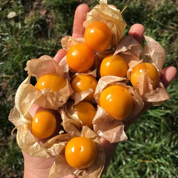 Rare Golden Berries, Easy to Grow! 🌱