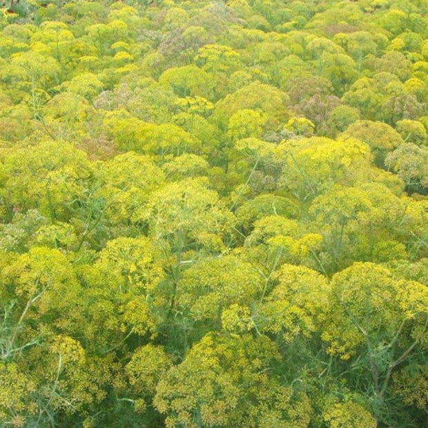 😍Last Day Sale - 60% OFF✨Dill Seeds