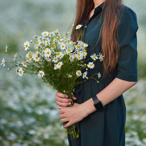 😍Last Day Sale - 60% OFF✨Chamomile Seeds