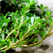 😍Last Day Sale - 60% OFF✨Purslane Seeds - Green