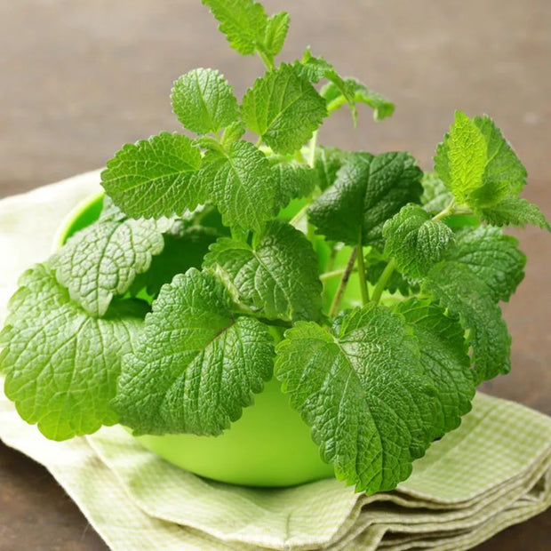😍Last Day Sale - 60% OFF✨Lemon Balm Seeds