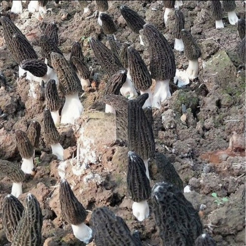 High-yield soil-cultivated morel mushroom strain mushroom cultivation package