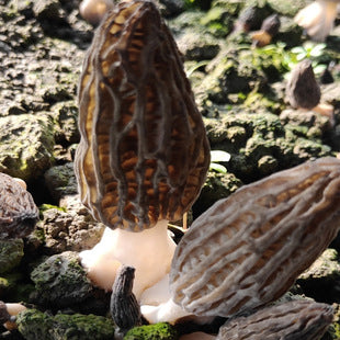 High-yield soil-cultivated morel mushroom strain mushroom cultivation package