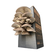 Mushroom Grower Kit