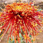 🌼🌼Beautiful Rare Spider Chrysanthemum 🌻 Very Easy