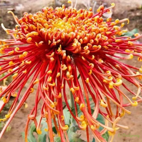 🌼🌼Beautiful Rare Spider Chrysanthemum 🌻 Very Easy