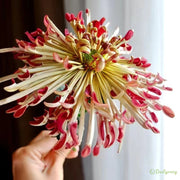 🌼🌼Beautiful Rare Spider Chrysanthemum 🌻 Very Easy