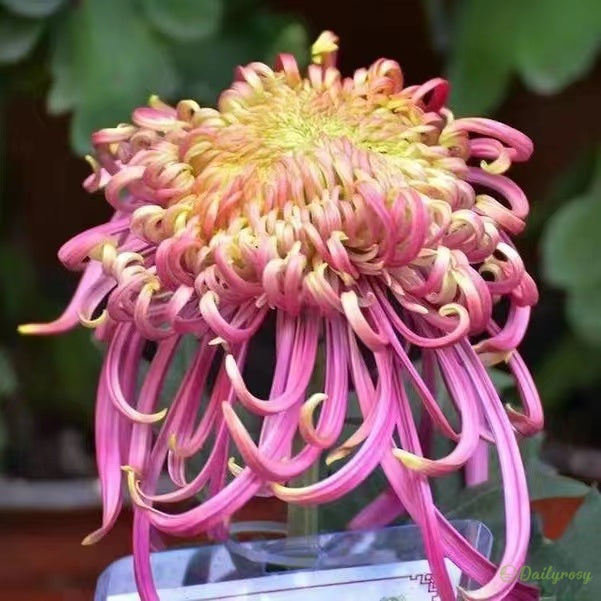 🌼🌼Beautiful Rare Spider Chrysanthemum 🌻 Very Easy