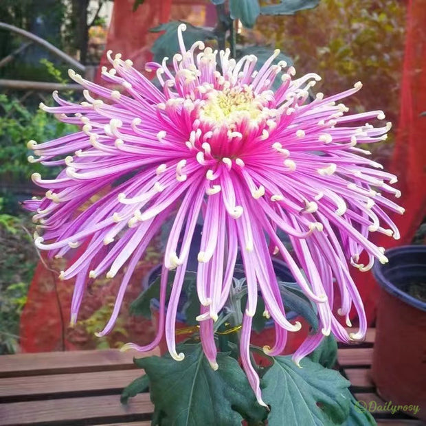 🌼🌼Beautiful Rare Spider Chrysanthemum 🌻 Very Easy