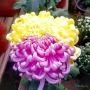 🌼🌼Beautiful Rare Spider Chrysanthemum 🌻 Very Easy