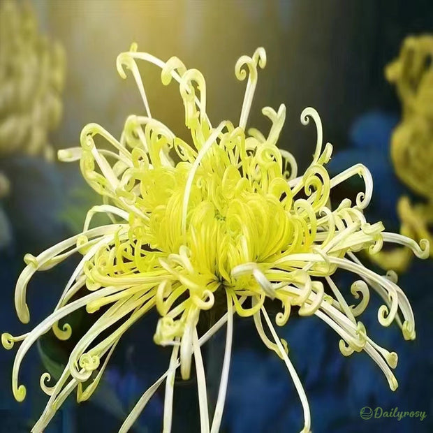 🌼🌼Beautiful Rare Spider Chrysanthemum 🌻 Very Easy