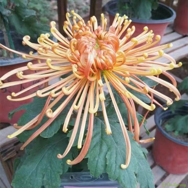 🌼🌼Beautiful Rare Spider Chrysanthemum 🌻 Very Easy