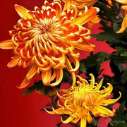 🌼🌼Beautiful Rare Spider Chrysanthemum 🌻 Very Easy