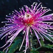 🌼🌼Beautiful Rare Spider Chrysanthemum 🌻 Very Easy