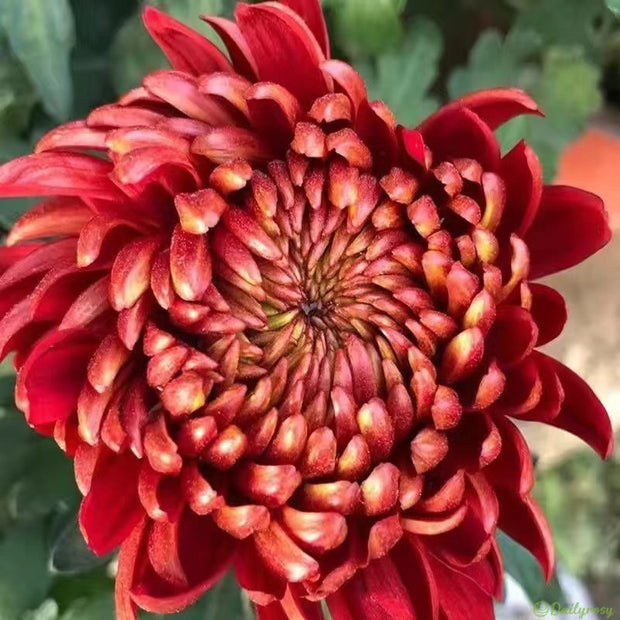 🌼🌼Beautiful Rare Spider Chrysanthemum 🌻 Very Easy