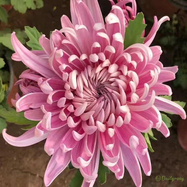 🌼🌼Beautiful Rare Spider Chrysanthemum 🌻 Very Easy