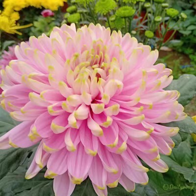 🌼🌼Beautiful Rare Spider Chrysanthemum 🌻 Very Easy