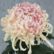 🌼🌼Beautiful Rare Spider Chrysanthemum 🌻 Very Easy