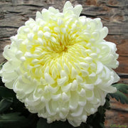 🌼🌼Beautiful Rare Spider Chrysanthemum 🌻 Very Easy