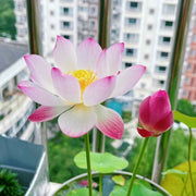 🌸【7 days germination】💐The Sacred Bonsai Bowl Lotus Flower
