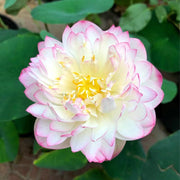 🌸【7 days germination】💐The Sacred Bonsai Bowl Lotus Flower