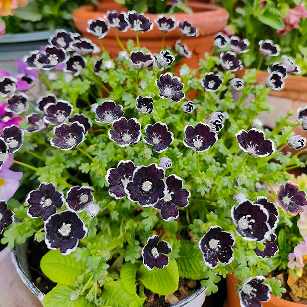 💙Baby-Blue-Eyes Seeds—Sky Color