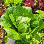 🌱🌱Organic Green Lettuce Seeds