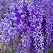 🌿WISTERIA FLOWER SEEDS--NATURE'S PURPLE ELEGANCE