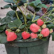 PEACH LAVENDER STRAWBERRY SEEDS (PEACH FLAVOR)