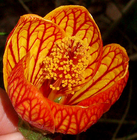 🌼Last Day Sale - 60% OFF💐Abutilon Pictum Seeds