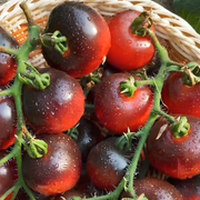 🍅Rare Black Tomato Seeds