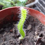 Egrow 50 Pcs/Pack Yellow Pitahaya Seeds Dragon Fruit Hylocereus Undatus Fruit Seeds