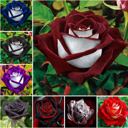 bag Black Rose Flower Colorful Rose Petals Plant Seeds for Home Garden