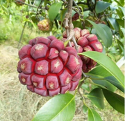 Black Tiger Seeds | Devil Fruit