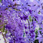 🌿WISTERIA FLOWER SEEDS--NATURE'S PURPLE ELEGANCE