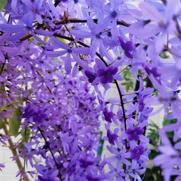 🌿WISTERIA FLOWER SEEDS--NATURE'S PURPLE ELEGANCE