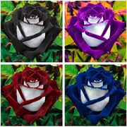 bag Black Rose Flower Colorful Rose Petals Plant Seeds for Home Garden