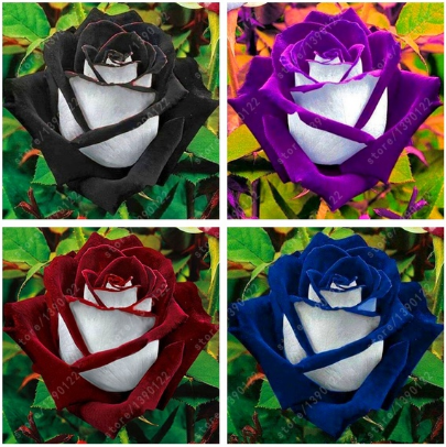 bag Black Rose Flower Colorful Rose Petals Plant Seeds for Home Garden