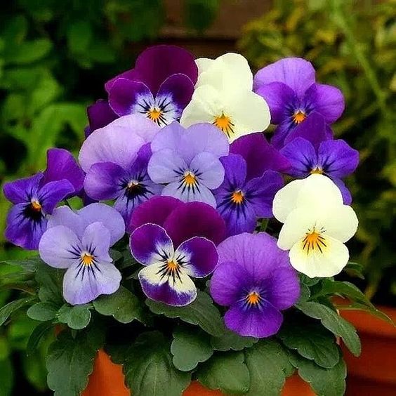 🌺Premium Pansy Seeds