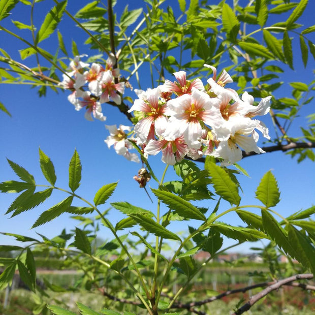 🌸Xanthoceras Sorbifolia, Raintree Flower Seeds